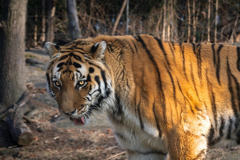 Zoos to Explore in Manhattan, the Bronx, and Beyond