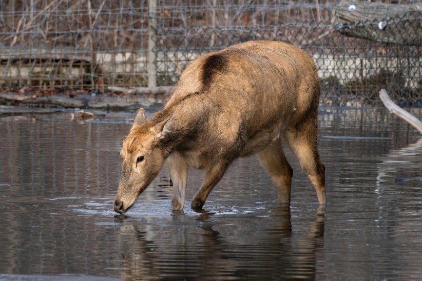Zoos to Explore in Manhattan, the Bronx, and Beyond
