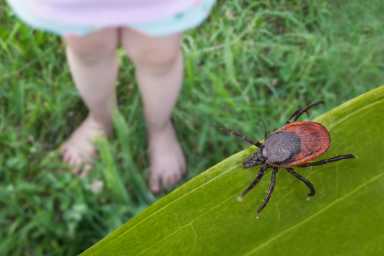 Tick-Proof Your Family: Essential Tips for Staying Safe Outdoors This Summer
