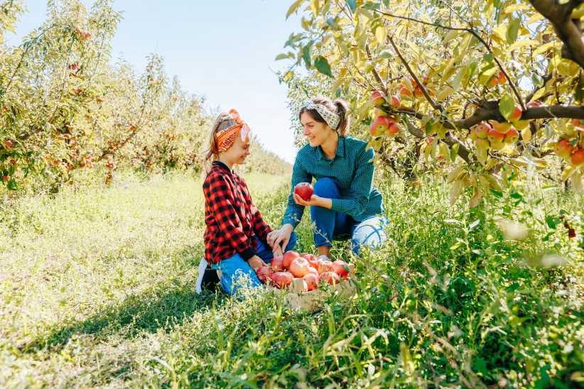 Apple Picking