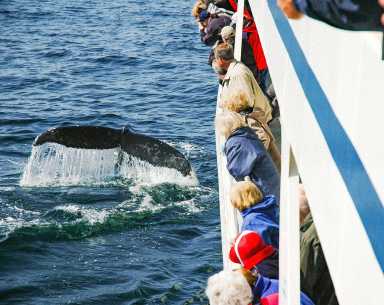 5 Great Whale Watching Tours Near New York City