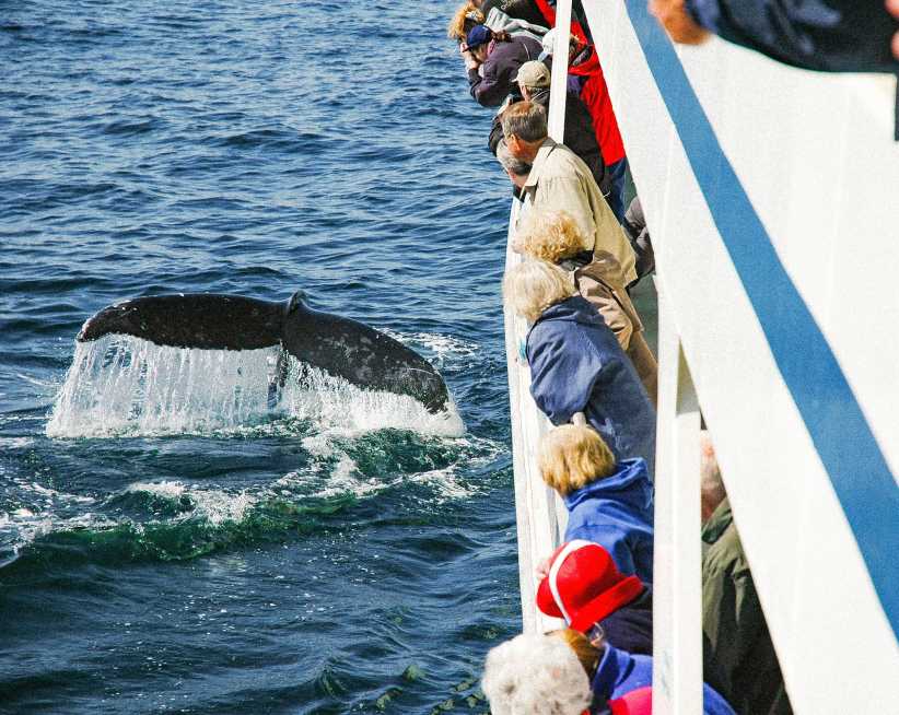 5 Great Whale Watching Tours Near New York City