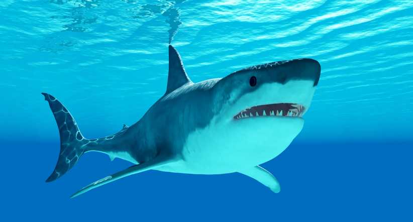Where to Celebrate Shark Week in NYC, Long Island & Beyond: Great Events, Live Cams, and Family Fun