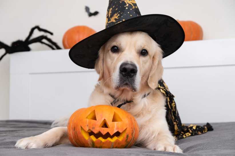 Halloween Pet Parades in NYC