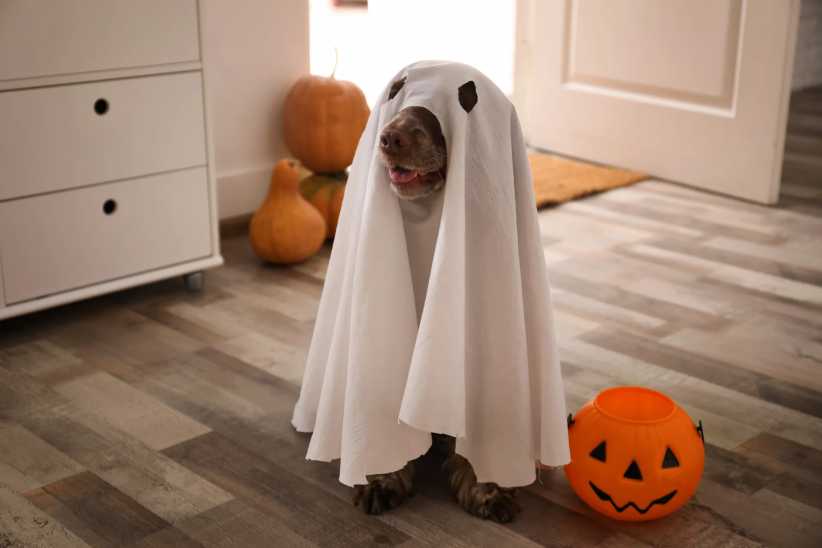 Halloween Pet Parades in NYC