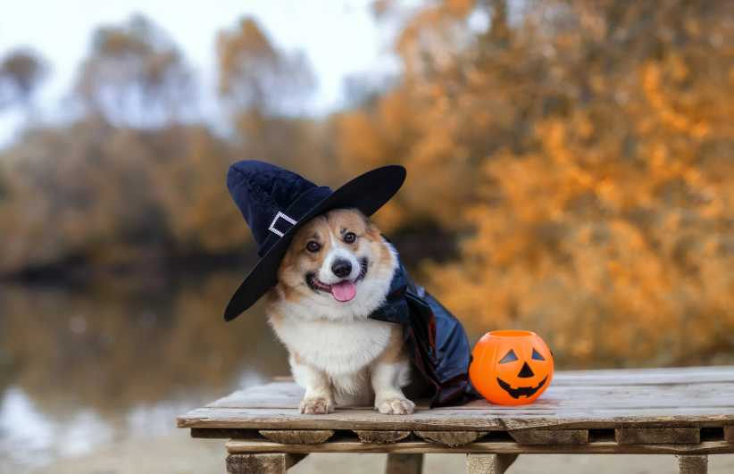 Halloween Pet Parades in NYC