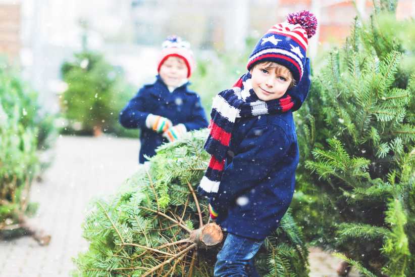 Cut-Your-Own Christmas Tree Farms Near NYC