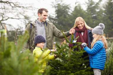 Cut-Your-Own Christmas Tree Farms on Long Island