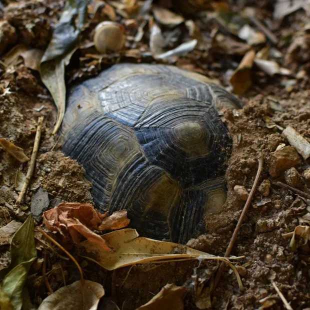 the top of a tortes shell peeking out from a forest ground 