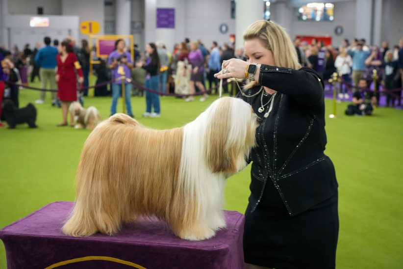 Long haired Shih Tzu with handler at the Westminster Dog Show