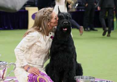 Handler kissing her dog at the Westminster Dog Show