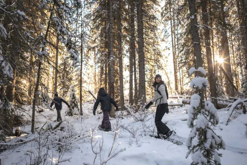 Three people hike through a snowy forest wearing winter clothes; sunlight filters through tall, snow-covered trees around them.