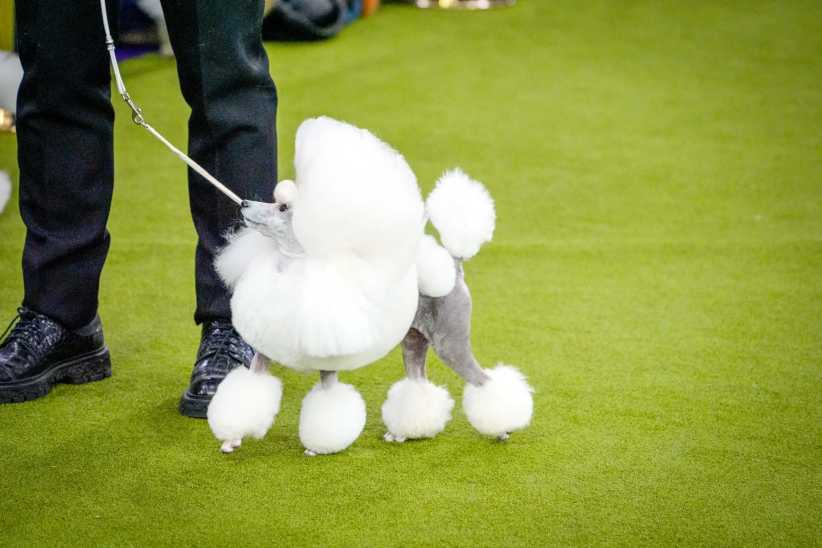 Small white show dog with a shaved coat and rounded poodle-style feet at the Westminster Dog Show