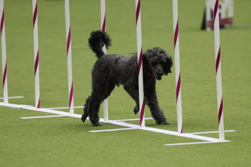 Meet Dogs from All Over! Westminster Dog Show Returns to NYC - SI Parent