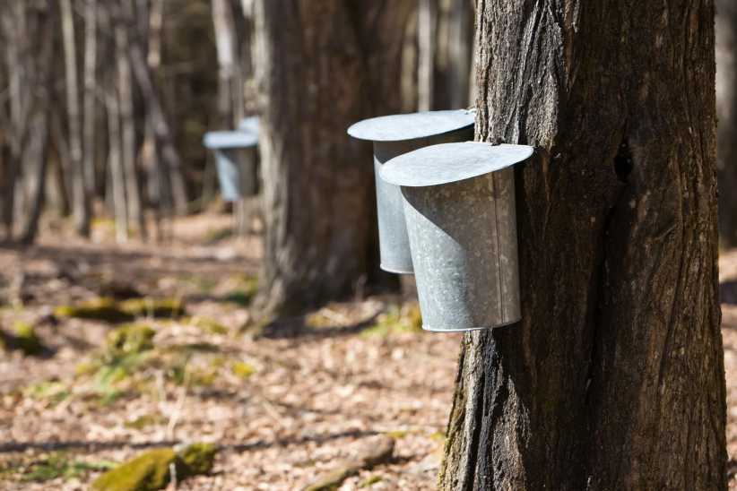 ChatGPT said: Metal buckets hang from maple trees in a forest to collect sap for maple syrup, with sunlight filtering through bare branches.