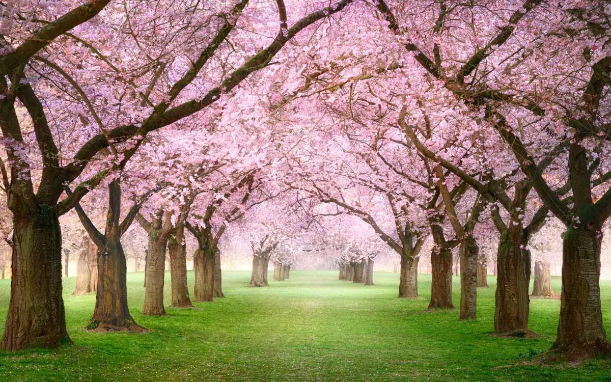Pink cherry blossom garden with flowering trees in spring. A dreamy canopy of rows of beautiful trees on a misty green lawn.