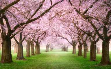 Pink cherry blossom garden with flowering trees in spring. A dreamy canopy of rows of beautiful trees on a misty green lawn.