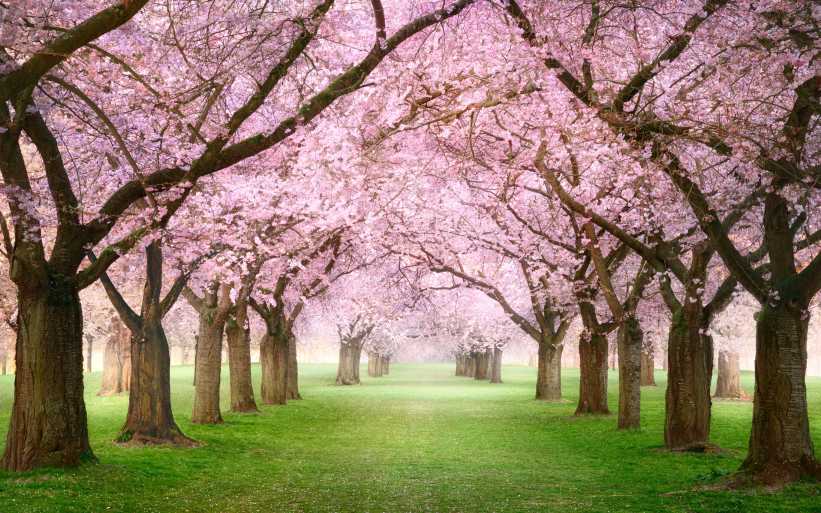 Pink cherry blossom garden with flowering trees in spring. A dreamy canopy of rows of beautiful trees on a misty green lawn.