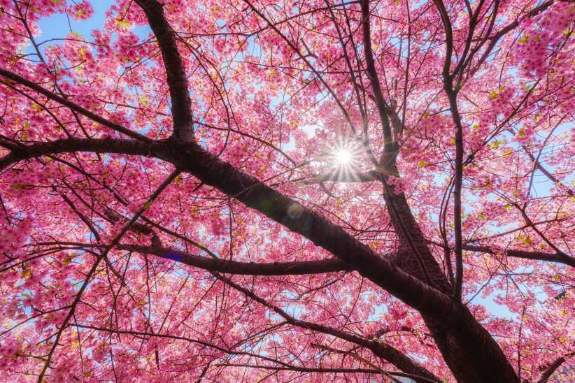 Pink color flower cherry blossom sakura tree during spring season in Japan