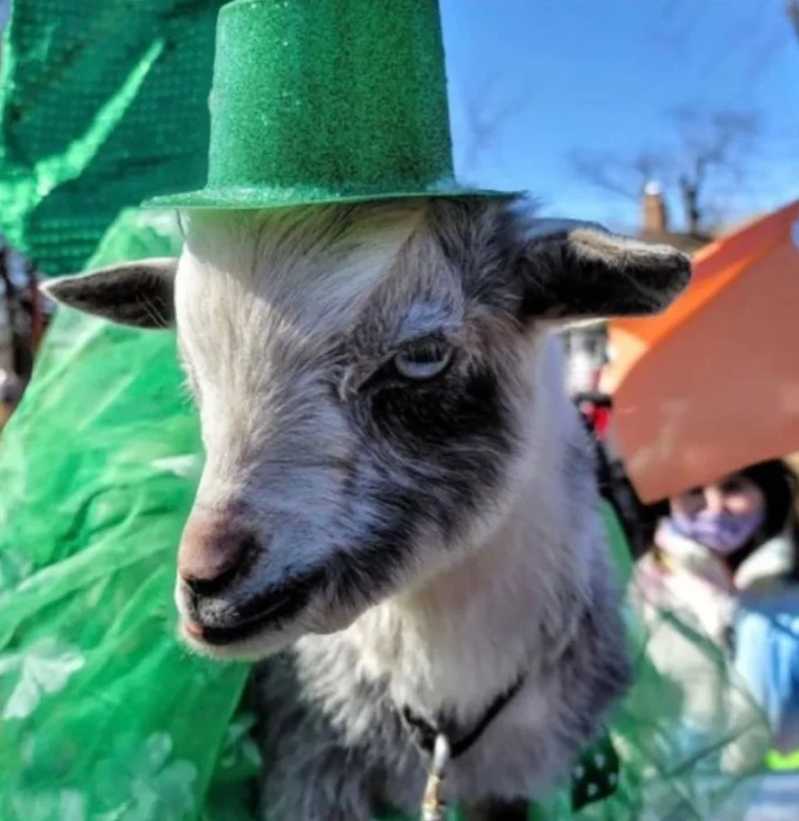 Goat wearing a green top hot.