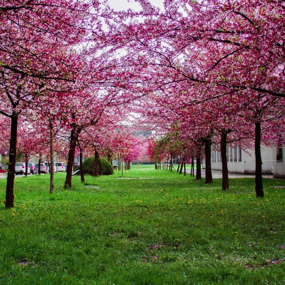 Best Spots to See Cherry Blossoms on Long Island