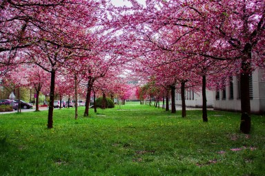Best Spots to See Cherry Blossoms on Long Island