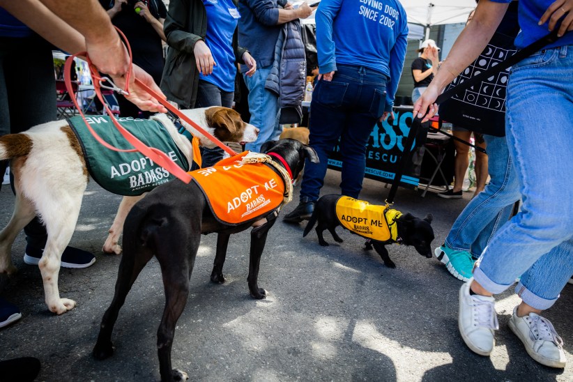 Woofstock 2025: Adopt Your New Best Friend in Brooklyn!