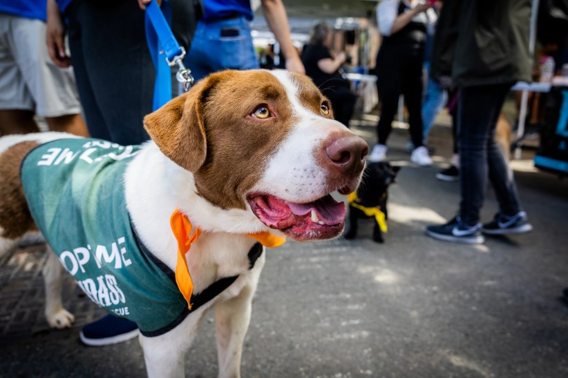 Woofstock 2025: Adopt Your New Best Friend in Brooklyn!