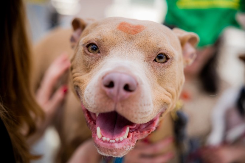 Woofstock 2025: Adopt Your New Best Friend in Brooklyn!