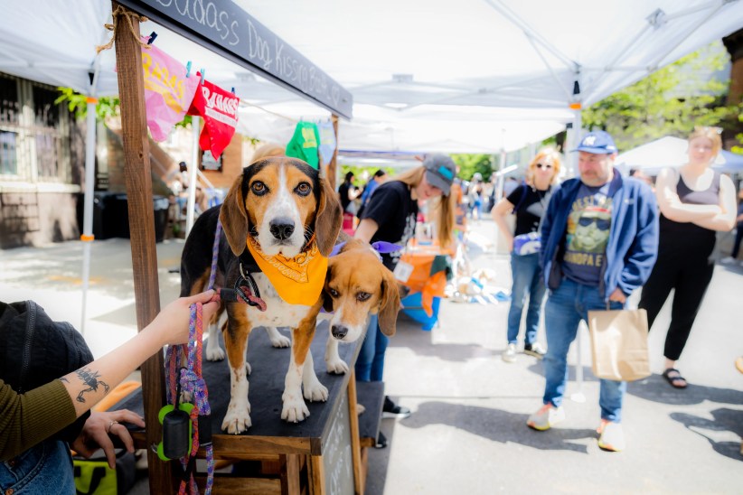 Woofstock 2025: Adopt Your New Best Friend in Brooklyn!
