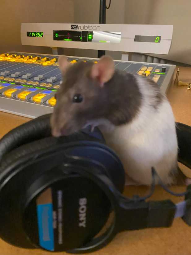 Oh Rats! WNYC's New Podcast is All About Terrestrials