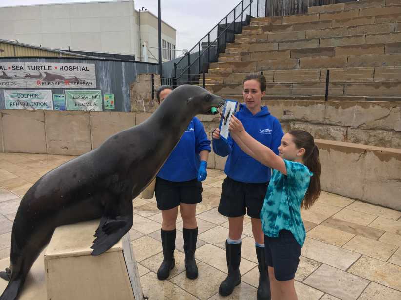 child playing with a sealion next to a trainer