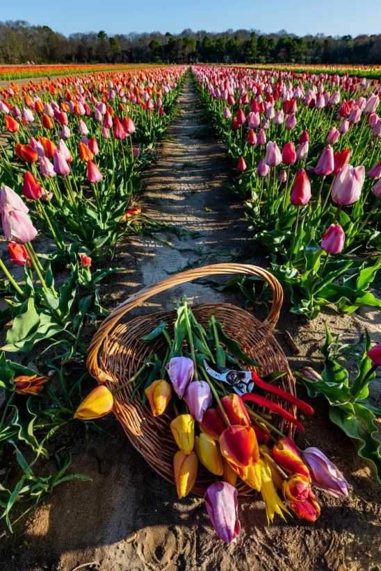 Field of tulips with some cut in a basket