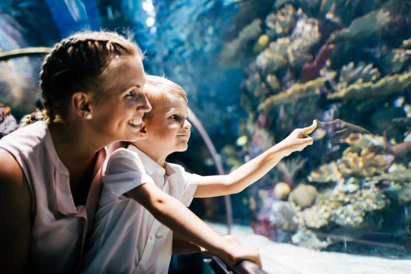 Aquariums Near NYC: Family-Friendly Underwater Adventures Worth the Trip