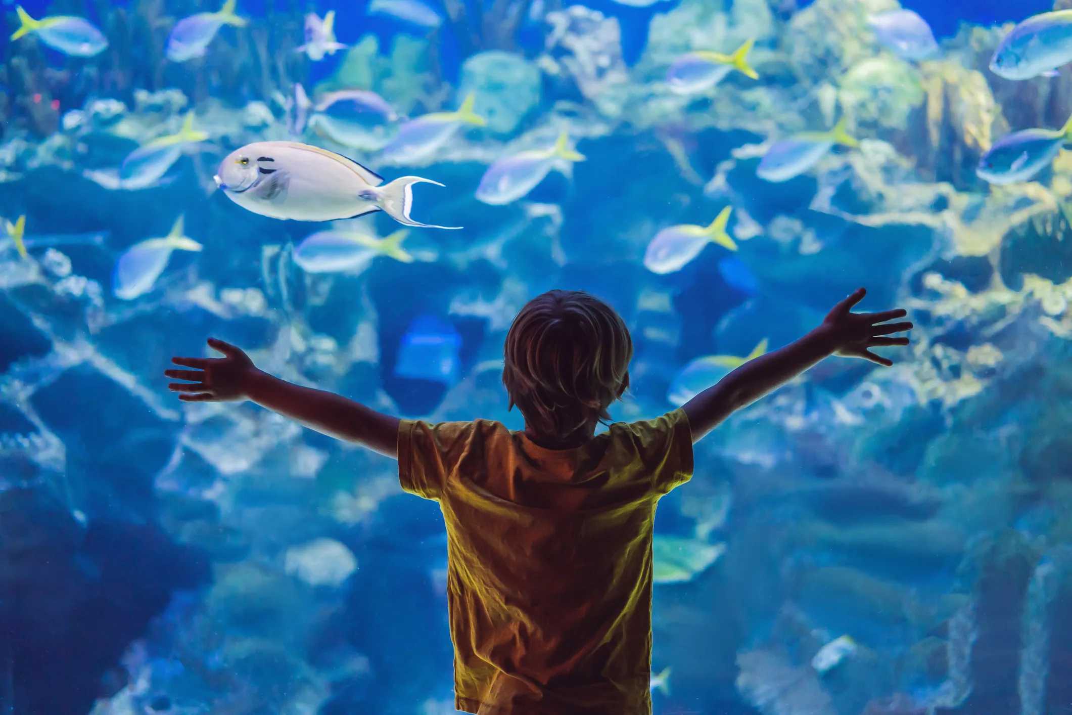 Aquariums Near NYC: Family-Friendly Underwater Adventures Worth the Trip