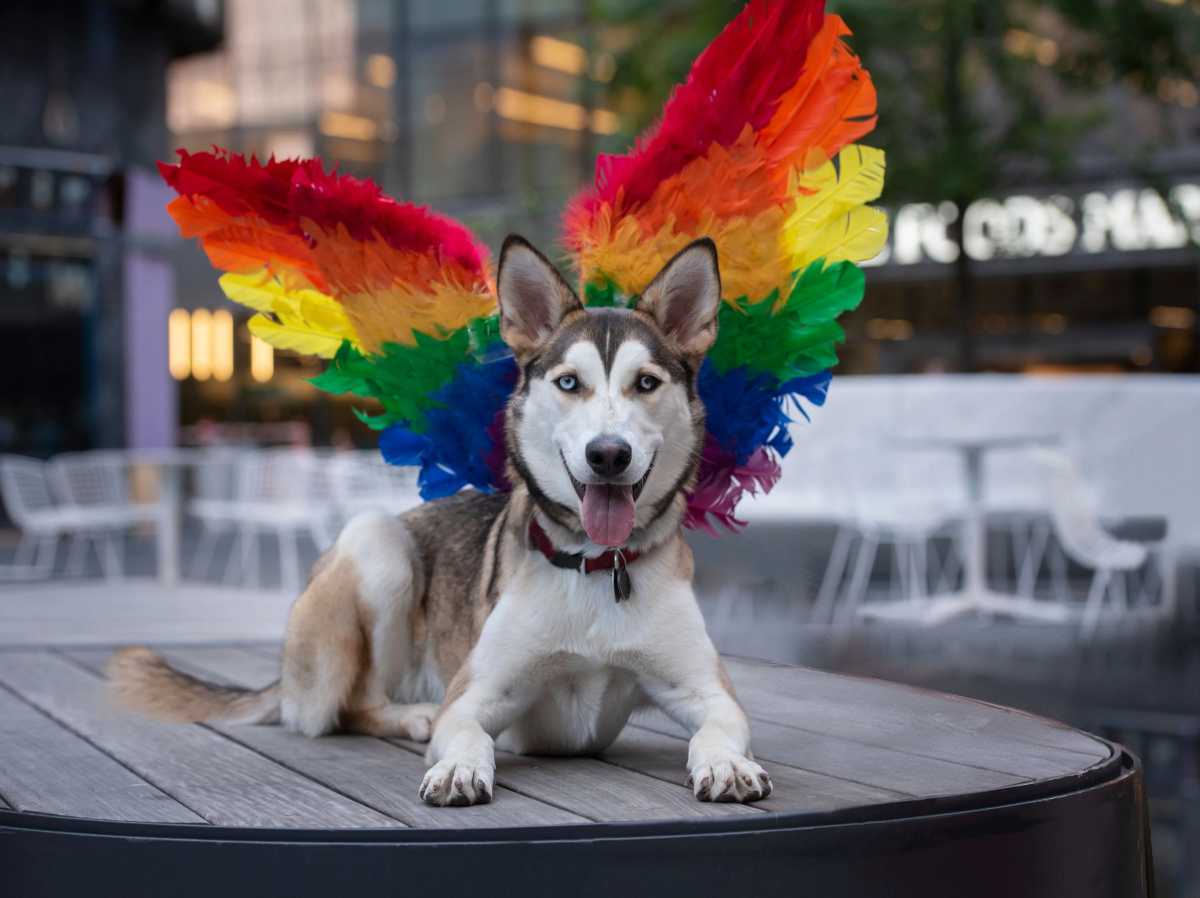 Woof Fest Returns: A Pride Celebration for Pups, Kids, and the Whole Family!