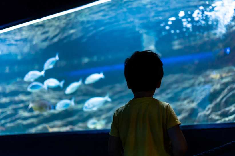 A young child stands in front of a large aquarium, watching several fish swim past the glass in a blue-lit underwater scene.