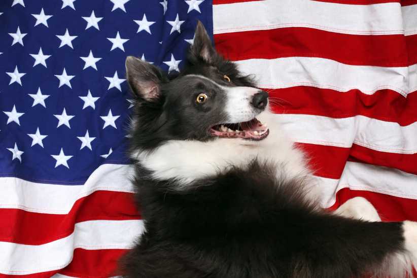 July 4th Pet Safety: How to Protect Your Dog During the Fireworks
