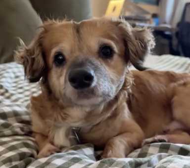 Tiki, Everyone’s Favorite TikTok Foster Dog, Has Been Adopted!