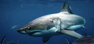 Shark Week