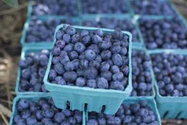 best-places-blueberry-picking-near-westchester