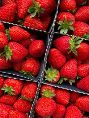 strawberry-picking-westchester