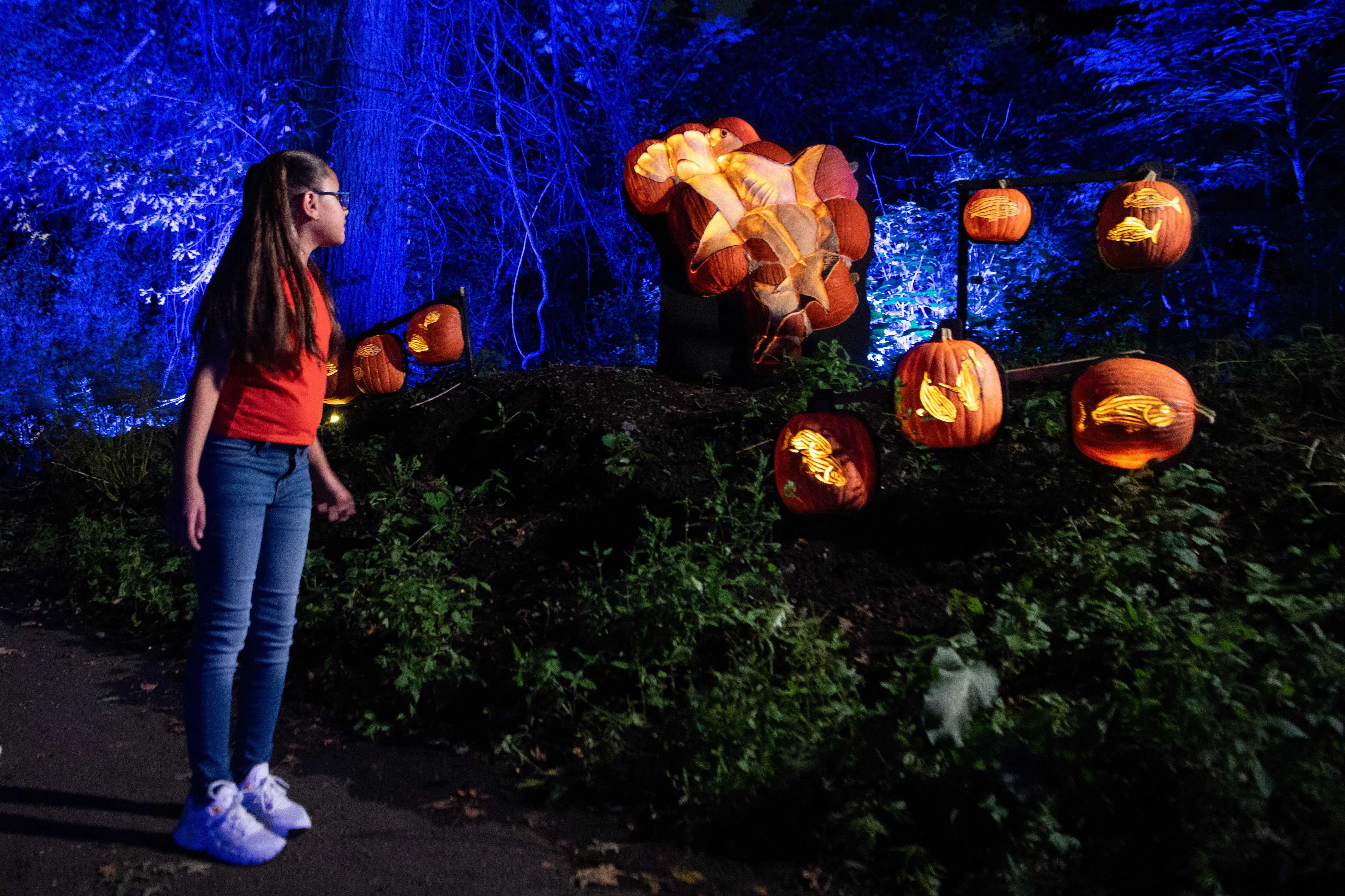 Harvest Glow Returns to the Bronx Zoo – New York Family