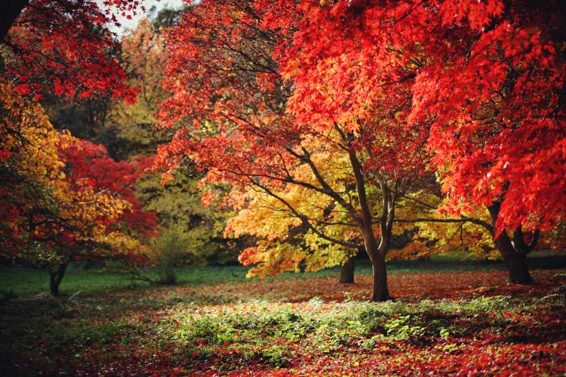 Top Fall Foliage Spots in Queens