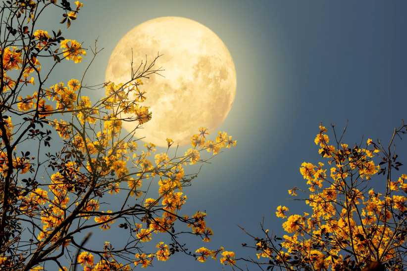 Mystic Moon at Harvest Moon Farm: A Family-Friendly Halloween Walk in North Salem