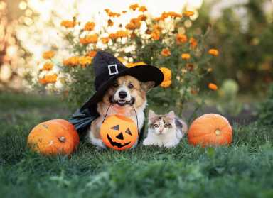 How to Keep Pets Safe This Halloween: Tips from NYC Vets