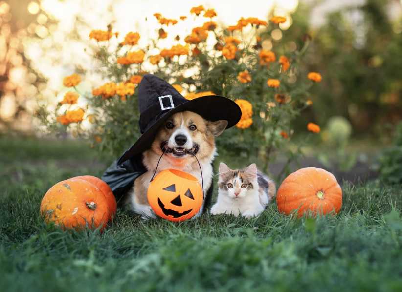How to Keep Pets Safe This Halloween: Tips from NYC Vets