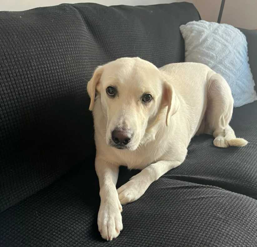 Maisy