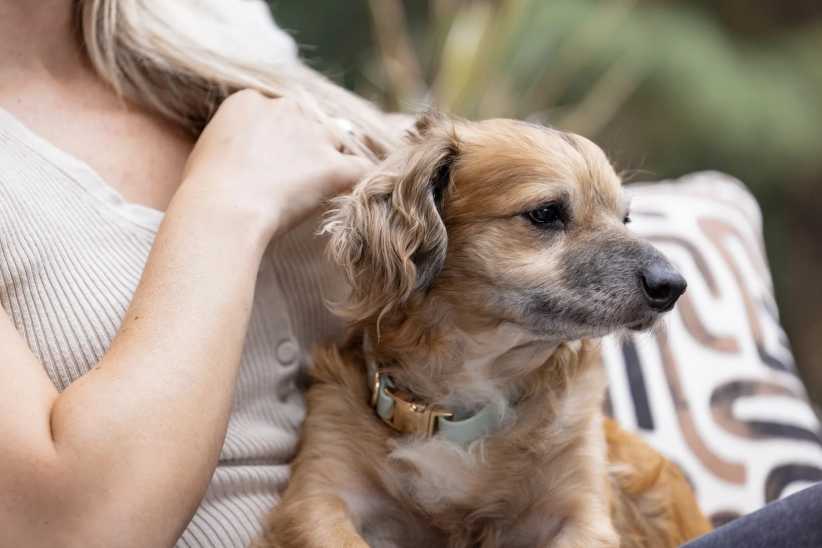 Why NYC Parents Are Adopting Dogs After Meeting Tiki on TikTok