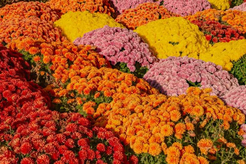 Best Nurseries in Queens and Nassau for Fall Plant Shopping